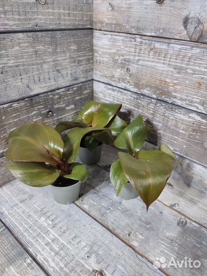 Филодендрон Ред Харт