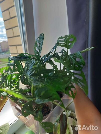 Монстера манки маск