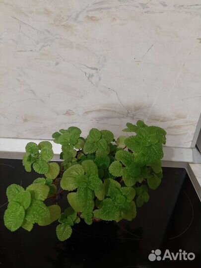 Продам цветы комнатные