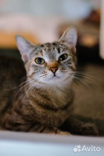 Малышка Анфиска. Приют Некрасовка