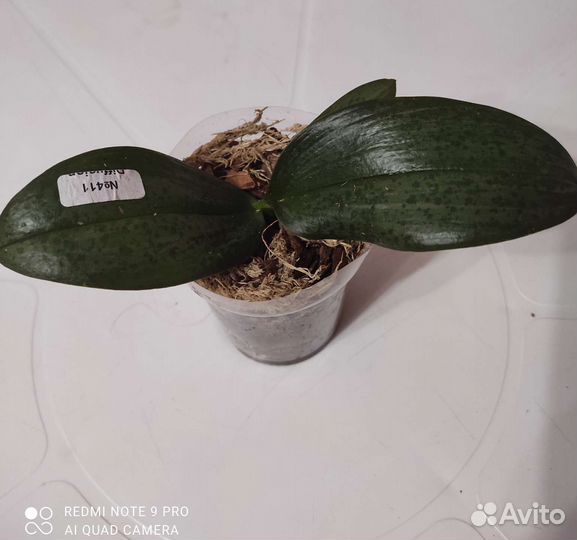 Орхидея фаленопсис