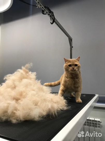 Стрижка собак и кошек с выездом на дом