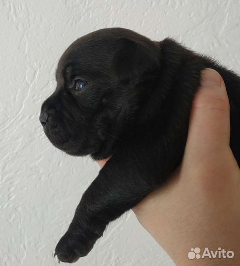 Английский стаффордширский бультерьер девочки