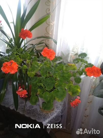 Комнатные цветы