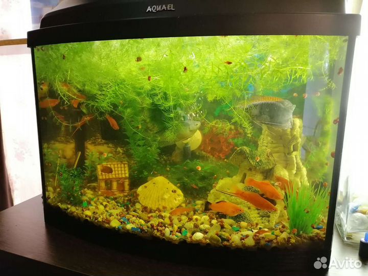 Рыбки аквариумные, водоросли, мох