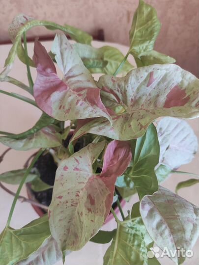 Сингониум Милк Конфети