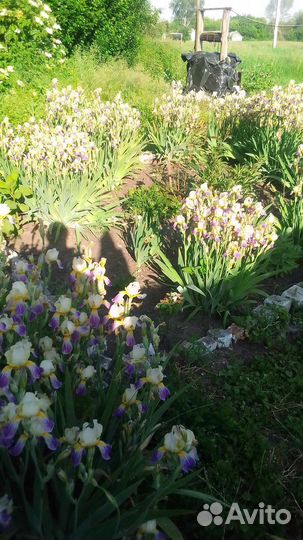 Саженцы,луковицы ирисов