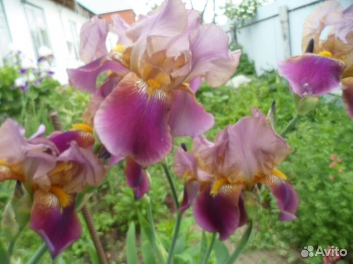 Саженцы лимонника, гортензий, клематисов