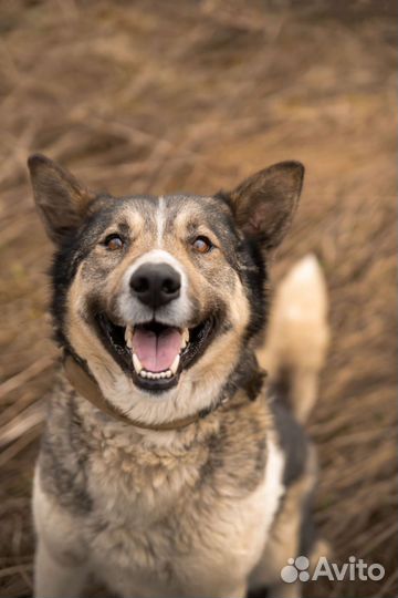 Собака Марта фенотип Лайка