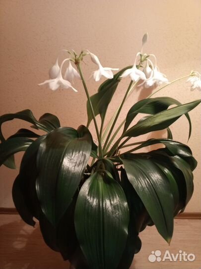 Эухарис амазонская лилия комнатный цветок