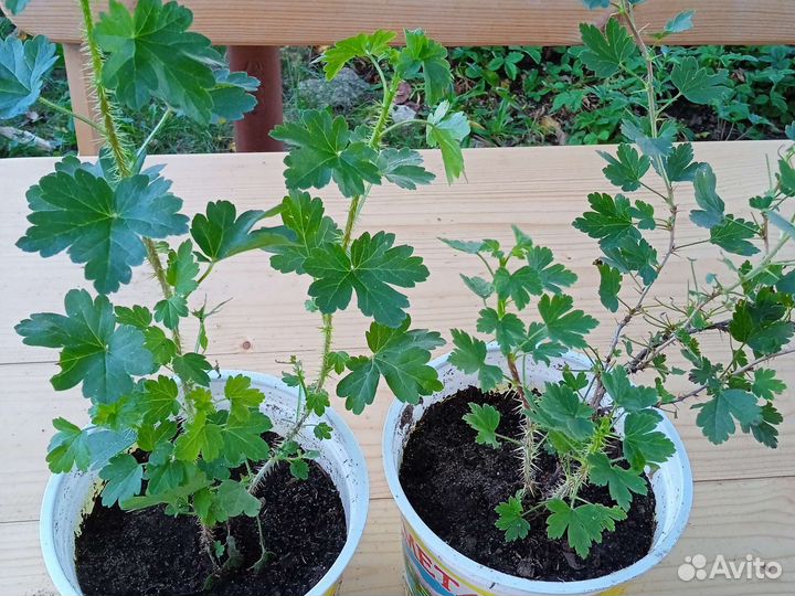 Саженцы кустарников и деревьев