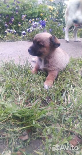 Маленькие щенки в добрые руки бесплатно