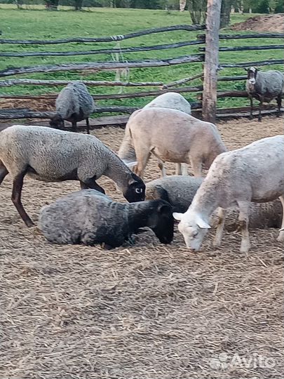 Бараны на мясо