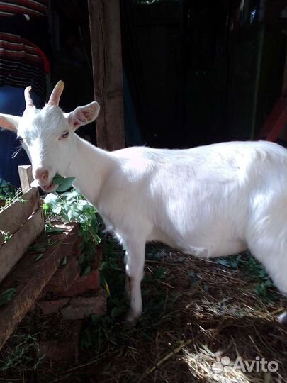 Продаётся стадо коз