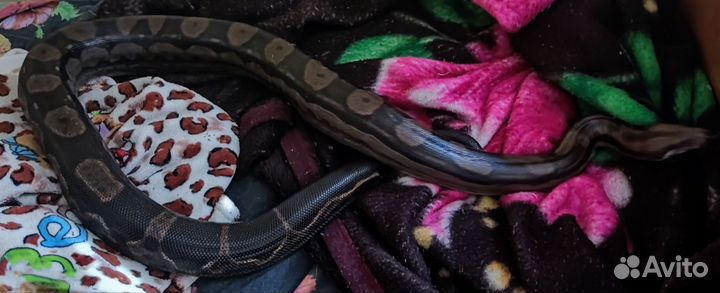 Императорский удав