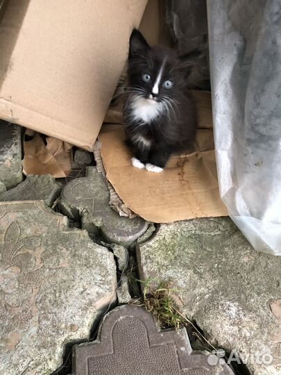 Котик. 1,5месяца