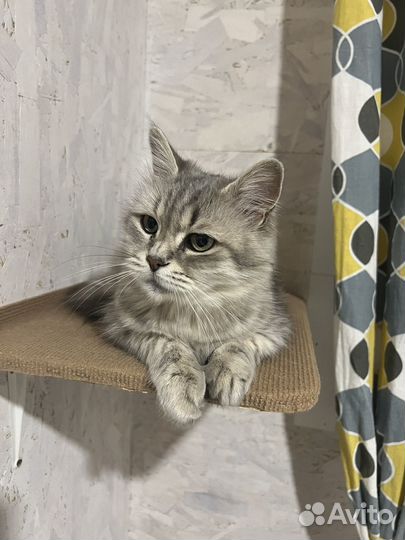 Кошка в дар бесплатно