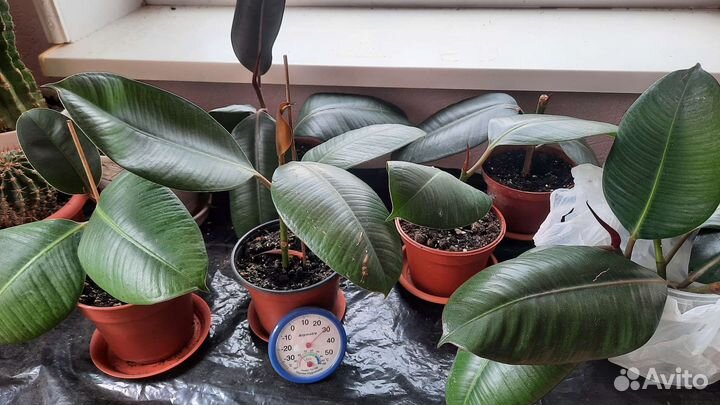 Обновлено Комнатные растения