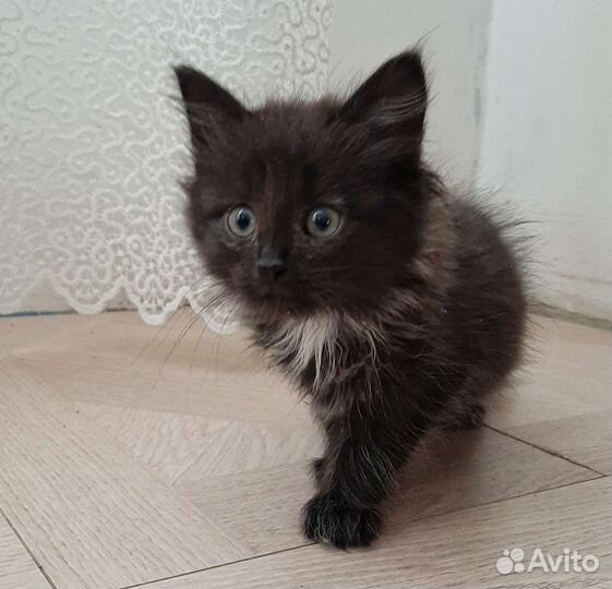 Котик в добрые руки