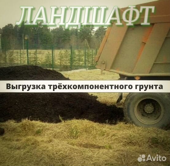 Универсальный сорт Теневыносливого газона Одинцово