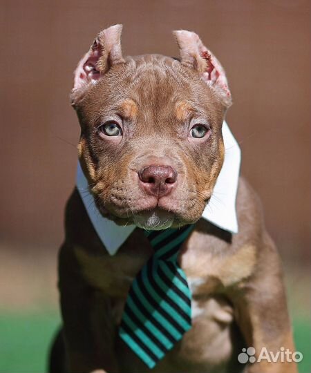 Американский булли покет щенки