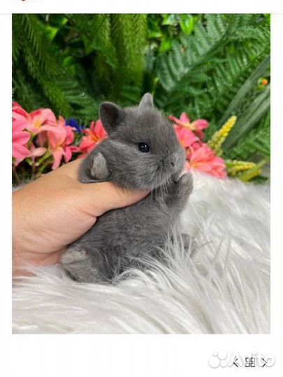 Кролик декоративный