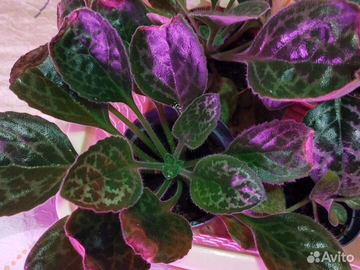 Стрептокарпусы