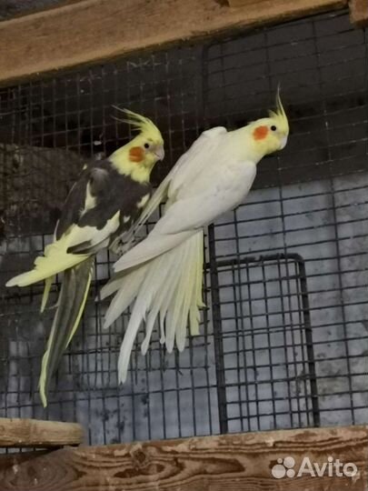 Попугайчик корела