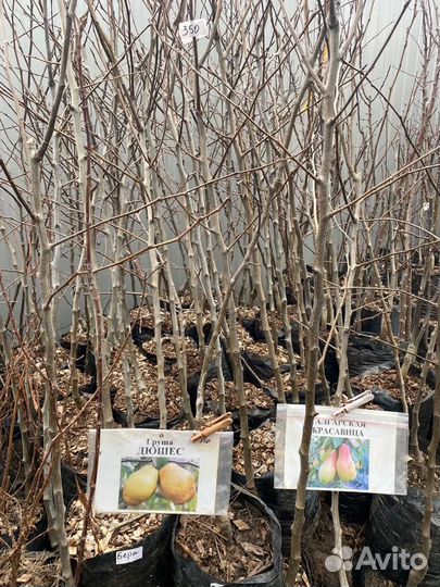 Саженцы Груша дюшес