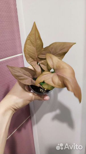 Сингониум розовый