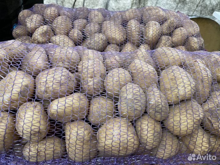 Картошка горномарийская