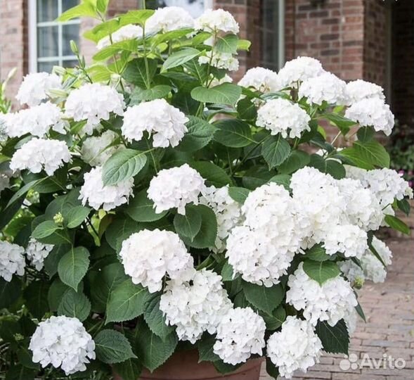 Ирисы бородатые. Живучка ползучая, Купчиха