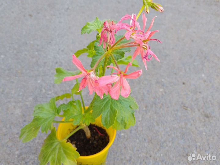 Герань пеларгония