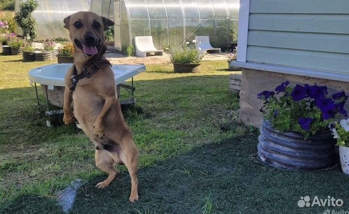 Милый коротколапик