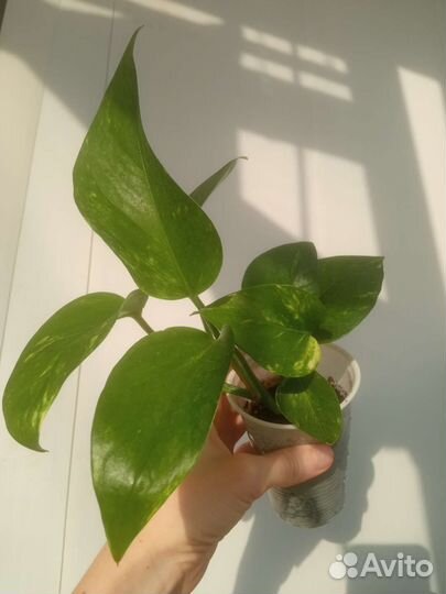 Эпипремнумы 6 сортов