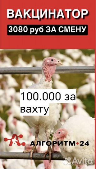 Вахта в Пензе вакцинаторы птицы без опыта