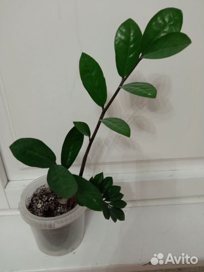 Замиокулькас