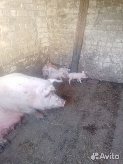 Поросята