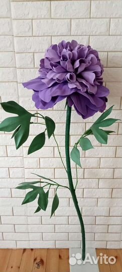 Пион садовый