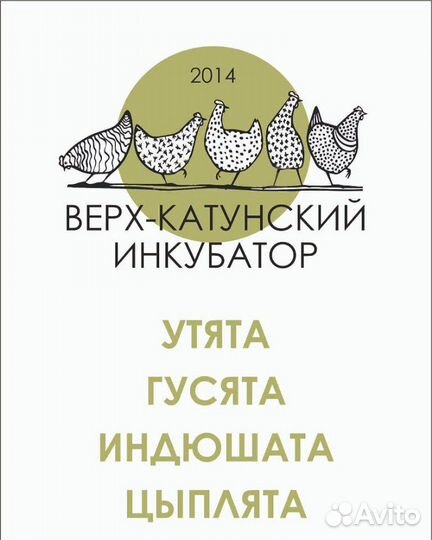 Несушка Хайсекс продам