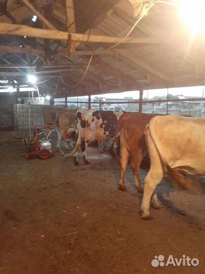 Коровы дойные(швицы)телки