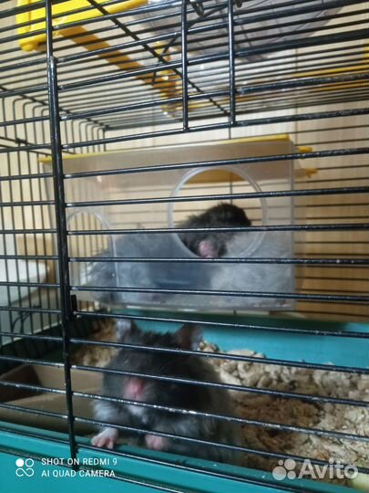 Продаются красивые хомячки