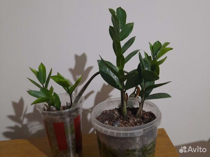 Замиокулькас