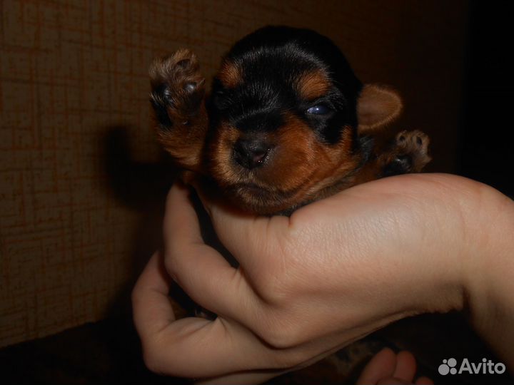 Зооняня (домашняя гостиница для животных )