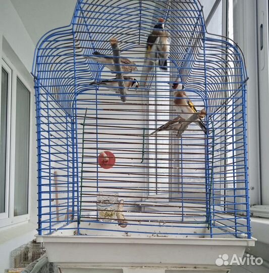 Певчие лесные птицы