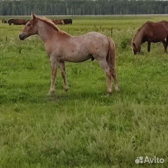 Жеребчикки