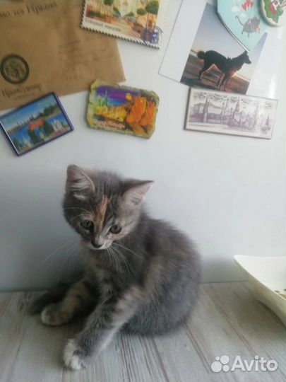 Отдам в добрые руки котят