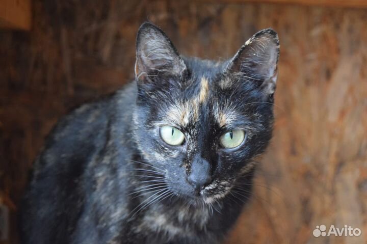 Трехцветная кошка