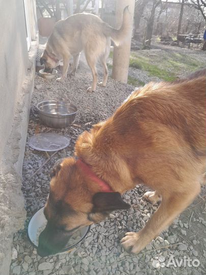 Собаки в добрые руки