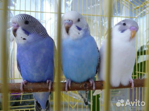 Волнистые попугаи домашнего разведения